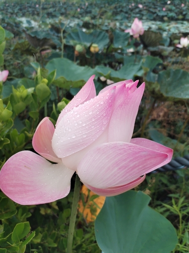 Sacred Lotus