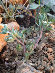 Stylocline micropoides