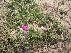 Tephrosia lindheimeri