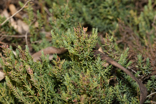 saltbush