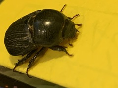 Euetheola
