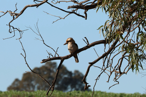 Laughing Kookaburra