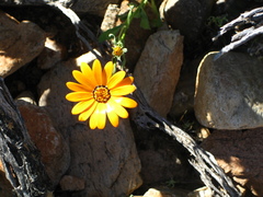 Dimorphotheca sinuata