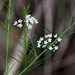 Platysace linearifolia - Photo (c) gillbsydney, algunos derechos reservados (CC BY-NC), uploaded by gillbsydney