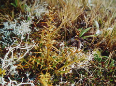 Aciphylla hookeri
