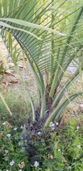 Dypsis decaryi