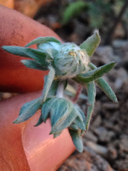 Stylocline micropoides