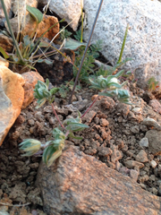 Stylocline micropoides