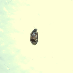 Megatominae