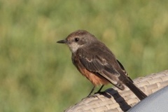 Pyrocephalus rubinus obscurus