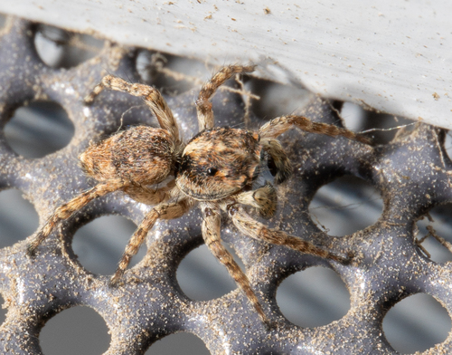 Asiatic Wall Jumping Spider