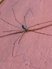 Pholcidae