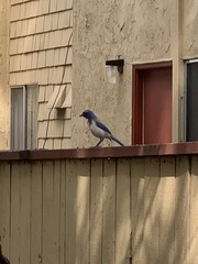 Aphelocoma californica