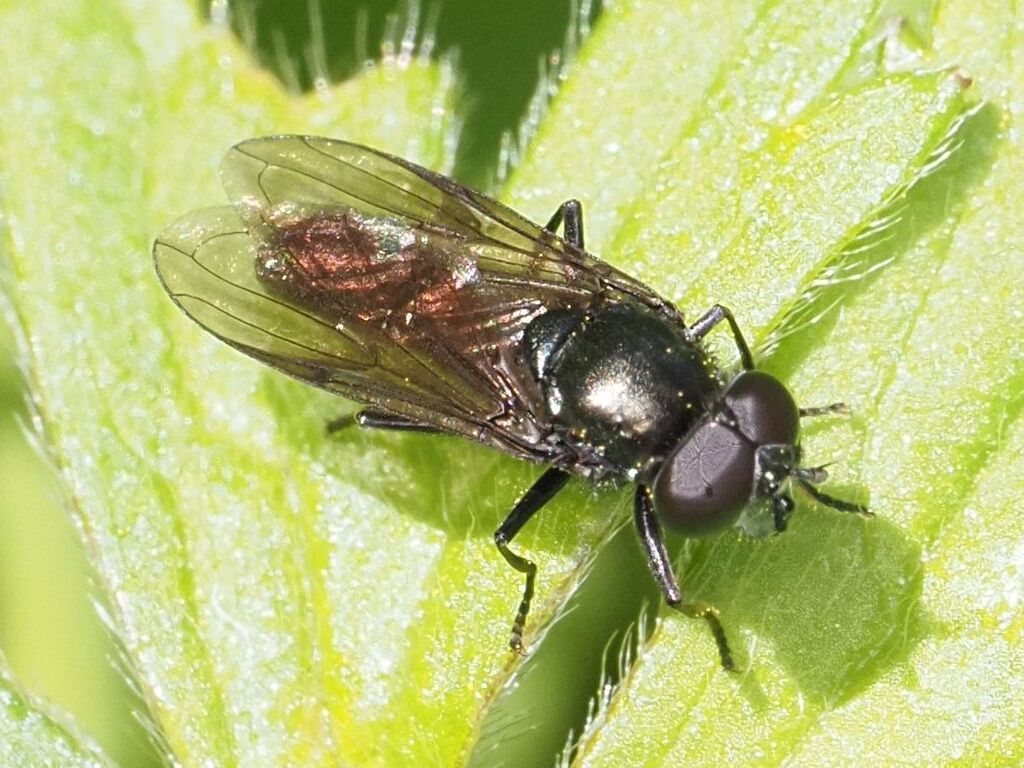 Syrphocheilosia claviventris