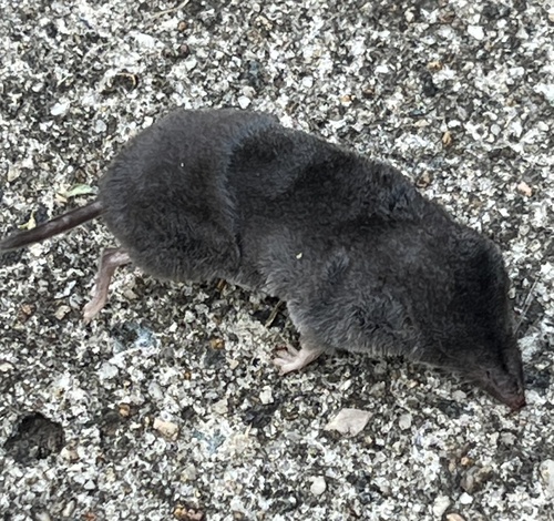 Southern Short-tailed Shrew observed by gbtdurham
