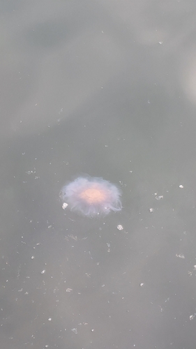 Lion's Mane Jelly