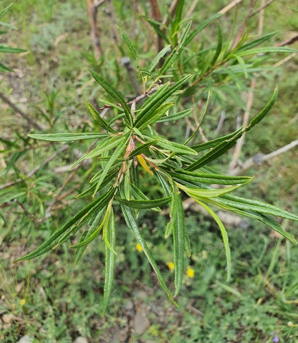 Salix schwerinii, photograph 5