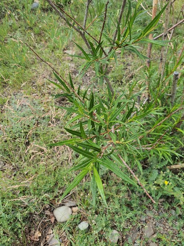 Salix schwerinii, photograph 4