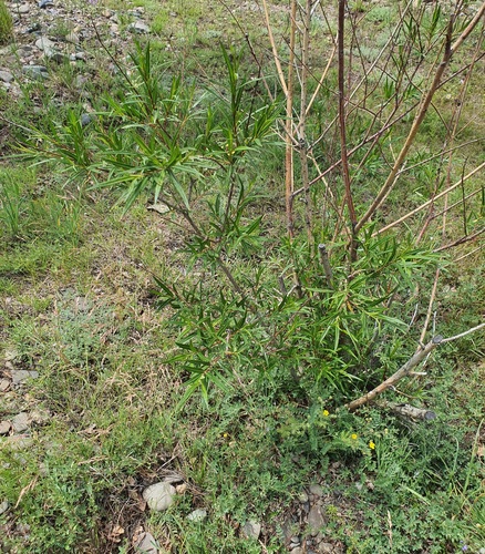 Salix schwerinii, photograph 6