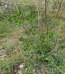 Salix schwerinii, photograph (c) Urgamal Magsar, some rights reserved (CC BY)