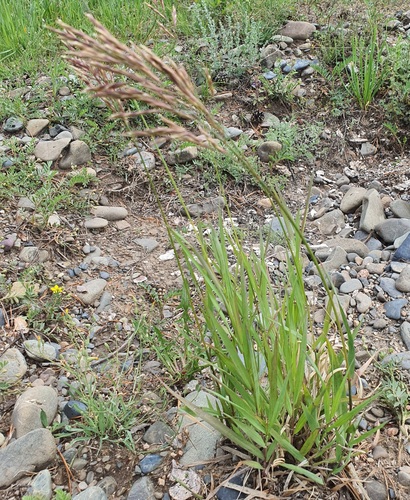 Bromus pumpellianus, photograph 3