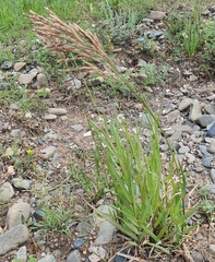 Bromus pumpellianus, photograph (c) Urgamal Magsar, some rights reserved (CC BY)