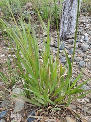Bromus pumpellianus, photograph (c) Urgamal Magsar, some rights reserved (CC BY)