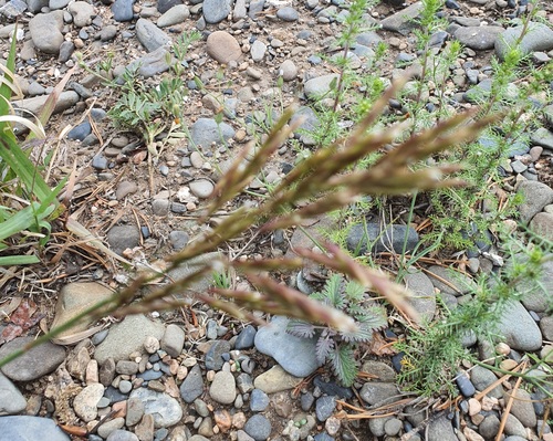 Bromus pumpellianus, photograph 4
