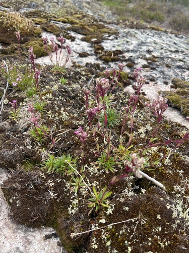 Alpine Catchfly