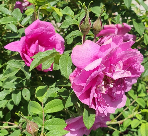 Rosa chinensis