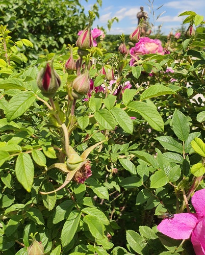 Rosa chinensis