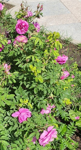 Rosa chinensis