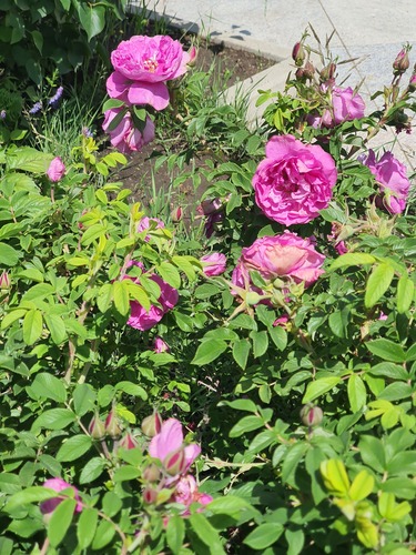 Rosa chinensis