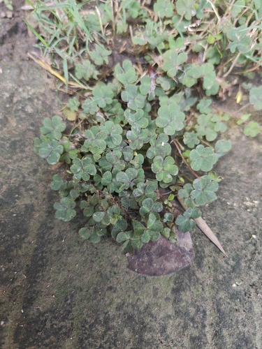 Creeping Woodsorrel