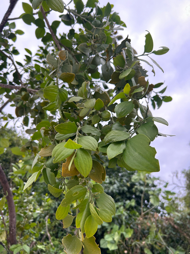 Broad Leaved Native Cherry