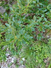 Salix glabra
