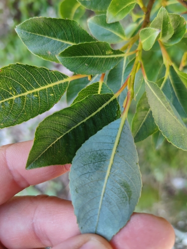 Salix glabra, photograph 2