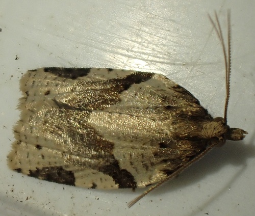 Cyclamen Tortrix, Graafland, Groot-Ammers, South Holland, NL, photo 4 of 10