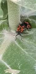 Lygaeus reclivatus