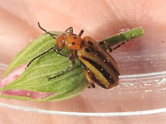 Pyrota discoidea