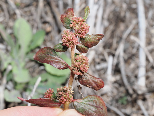 Asthma Plant