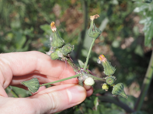 Common Sow-thistle