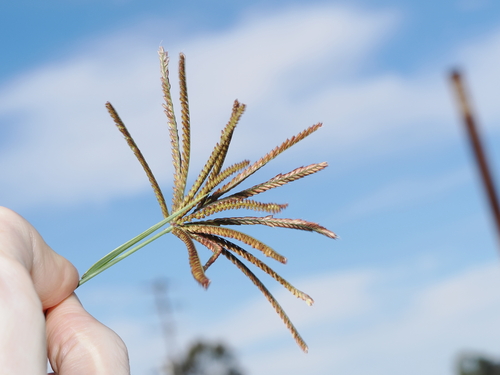 Rhodes Grass