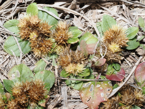creeping chaffweed