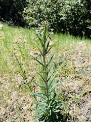 Boechera californica