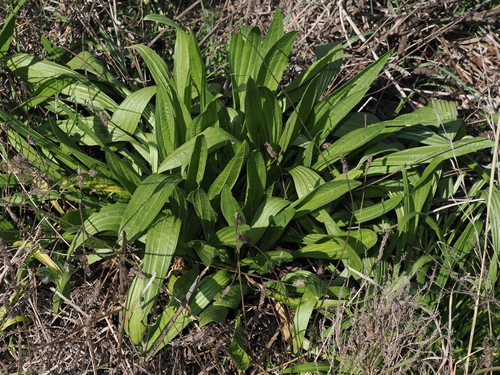 ribwort plantain