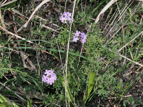 South American mock vervain