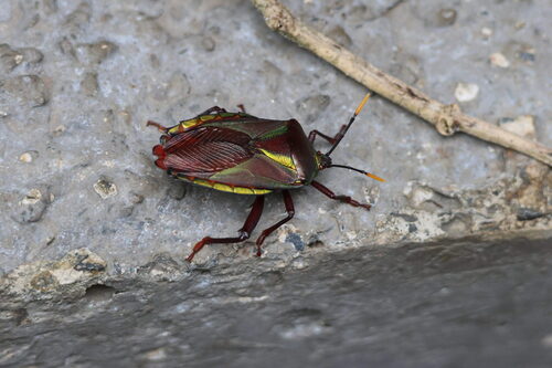 Eurostus validus