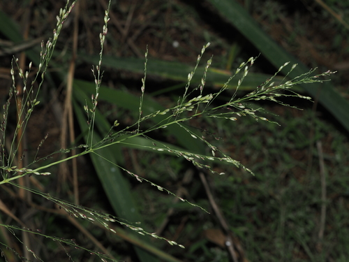 Guinea Grass