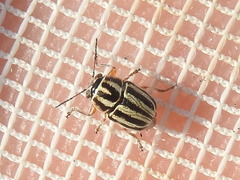 Pachybrachis dubiosus